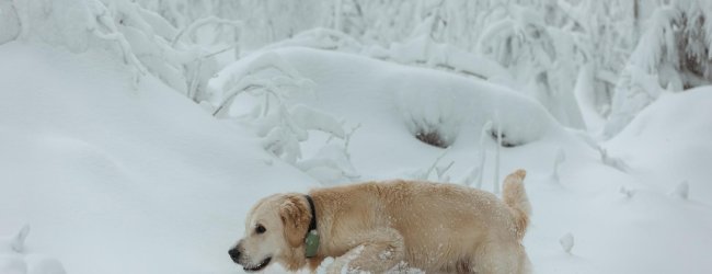 A dog wearing a Tractive GPS tracker in the snow