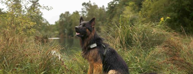 A dog wearing a Tractive GPS tracker