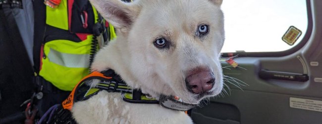 white Husky Akita mix dog in a helicopter