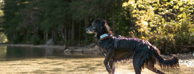 Pies z nadajnikiem Tractive na obroży.