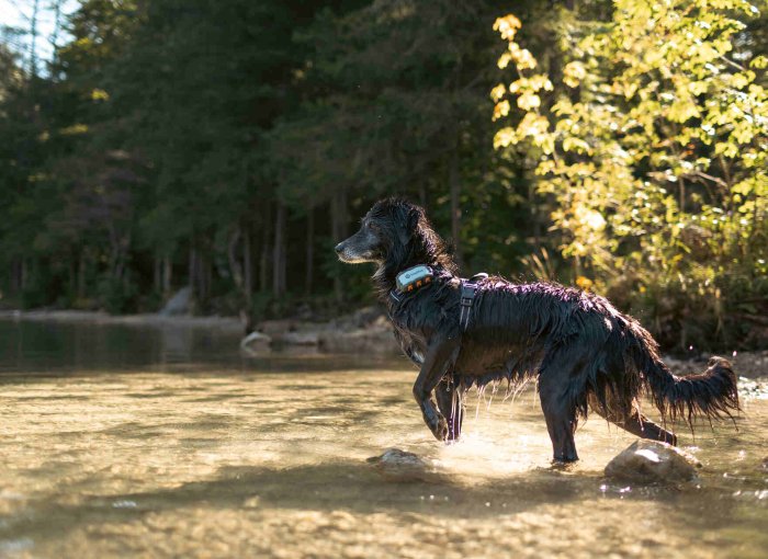 Pies z nadajnikiem Tractive na obroży.