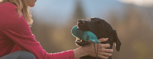 A black labrador playing with a woman outdoors