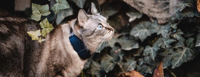 En kat, der bærer en Tractive GPS & Health tracker