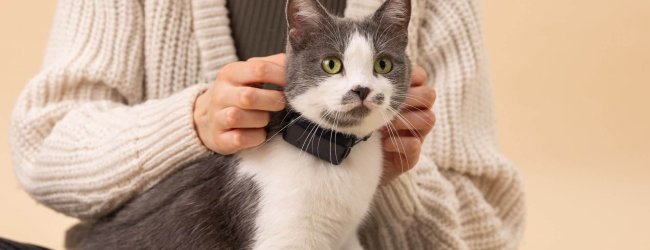 Een kat met een gps-tracker voor katten