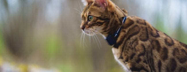 A cat wearing a Tractive GPS