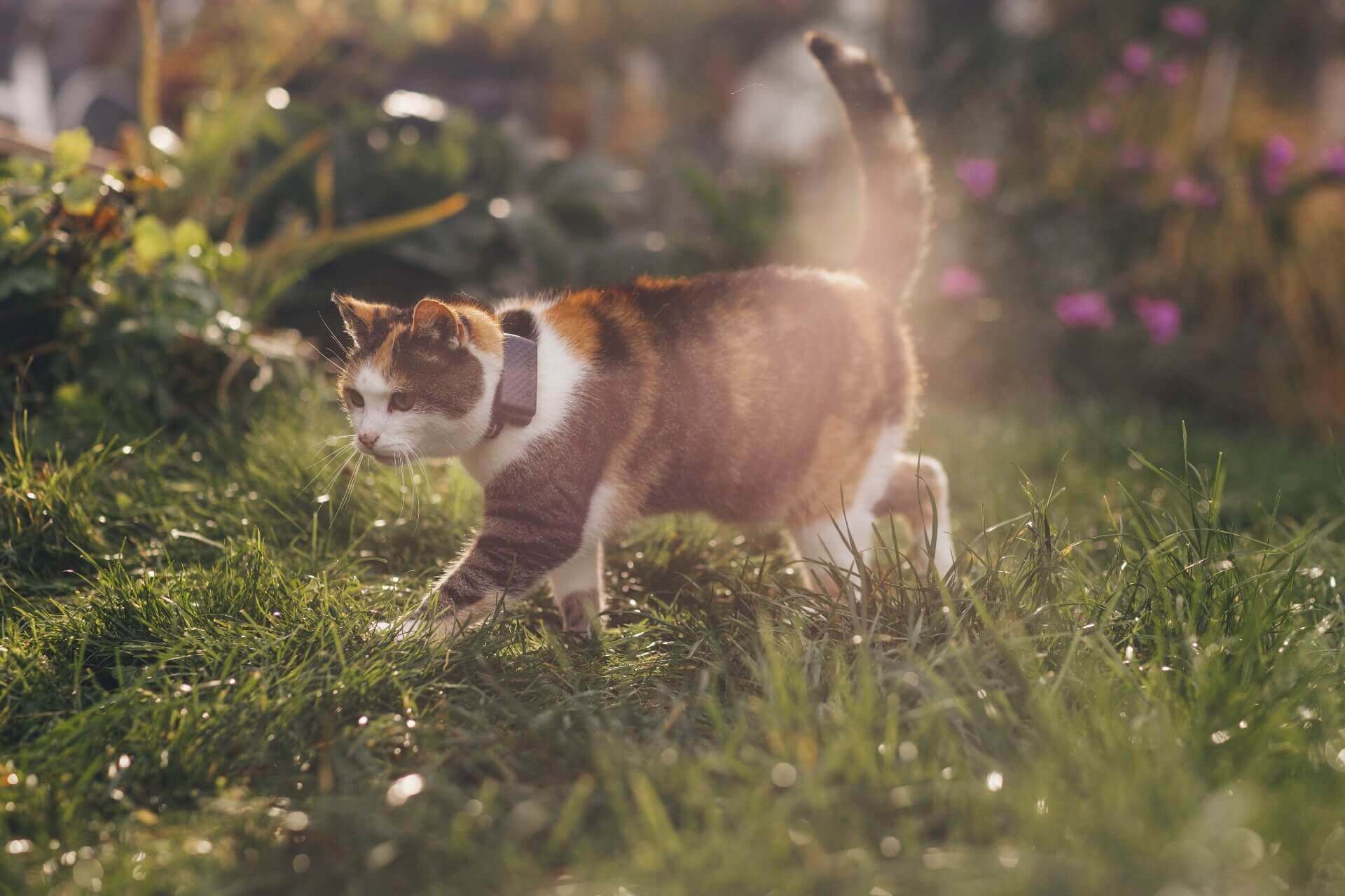Kat med en Tractive GPS kattetracker i en have