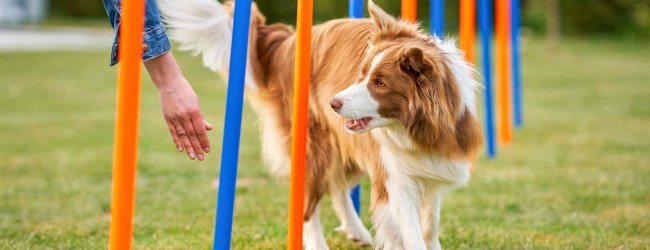 A dog running through a set of poles as part of agility training
