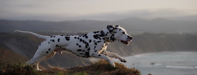 Dalmatian running wearing the tracker