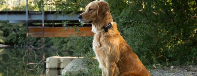 A dog in a backyard wearing a Tractive GPS tracker