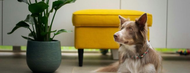 dog laying on the floor next to dog food bowl
