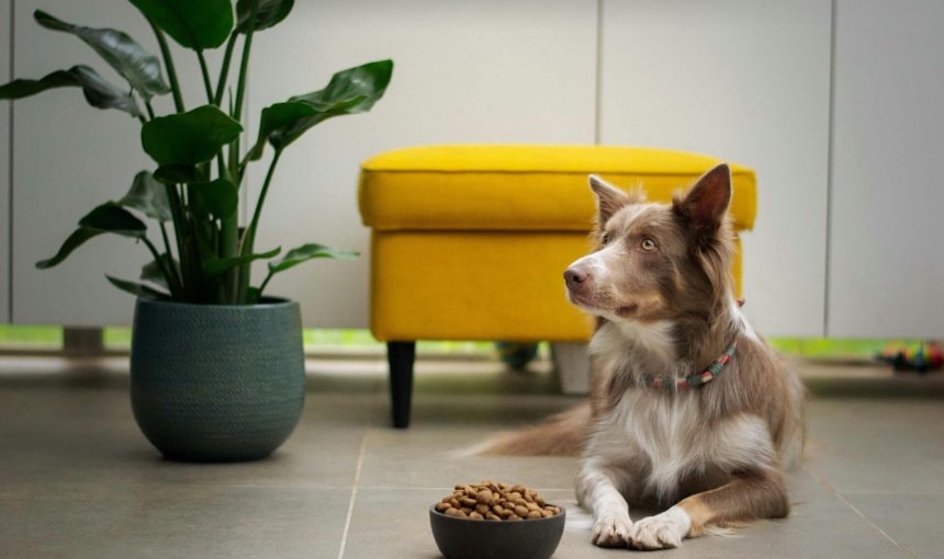 dog laying on the floor next to dog food bowl