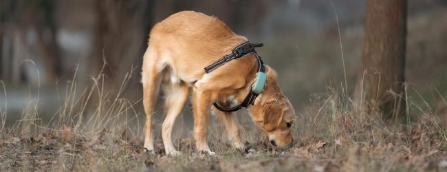 Hund schnüffelt auf dem Boden