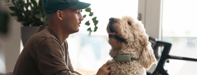 A dog wearing a Tractive GPS tracker indoors