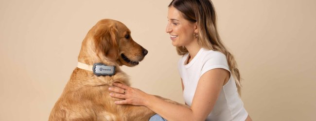 A dog wearing a Tractive GPS tracker