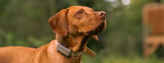 Bruine hond buiten met een bruine slimme Tractive GPS-tracker aan de halsband