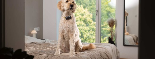 A dog wearing a Tractive GPS & Health tracker