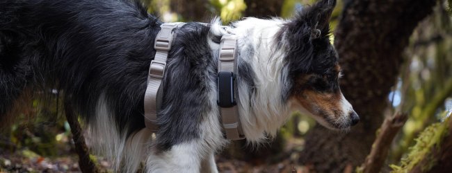 Hond met tuigje met een GPS-tracker