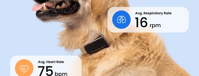 Graphic showing a dog wearing a black dog tracker from Tractive which monitors resting heart rate and respiratory rate