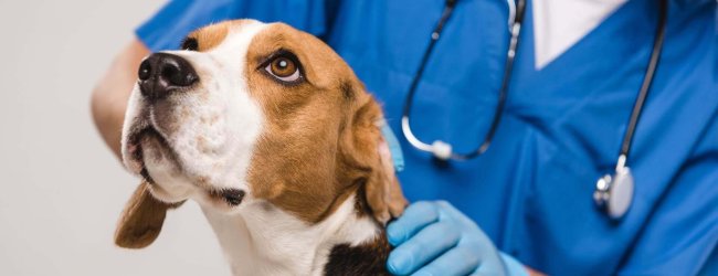 Beagle wird von Tierarzt untersucht