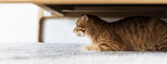 cat hiding under a bed