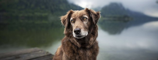 An old dog sitting by a bridge