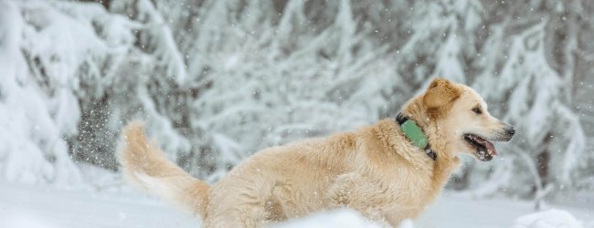 dog wearing green tractive gps and health dog tracker XL adventure edition outside in snow