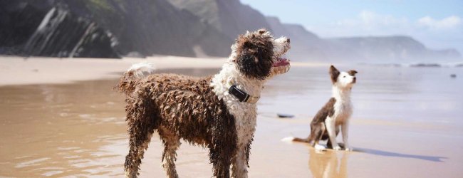 To hunder iført Tractives GPS-trackere koser seg på stranden