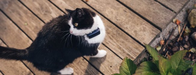 black and white cat with a tracker sitting outside on a porch