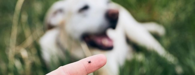 dog and tick