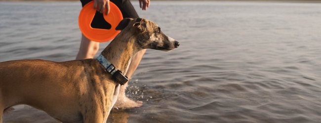 A Whippet wearing a Tractive GPS tracker
