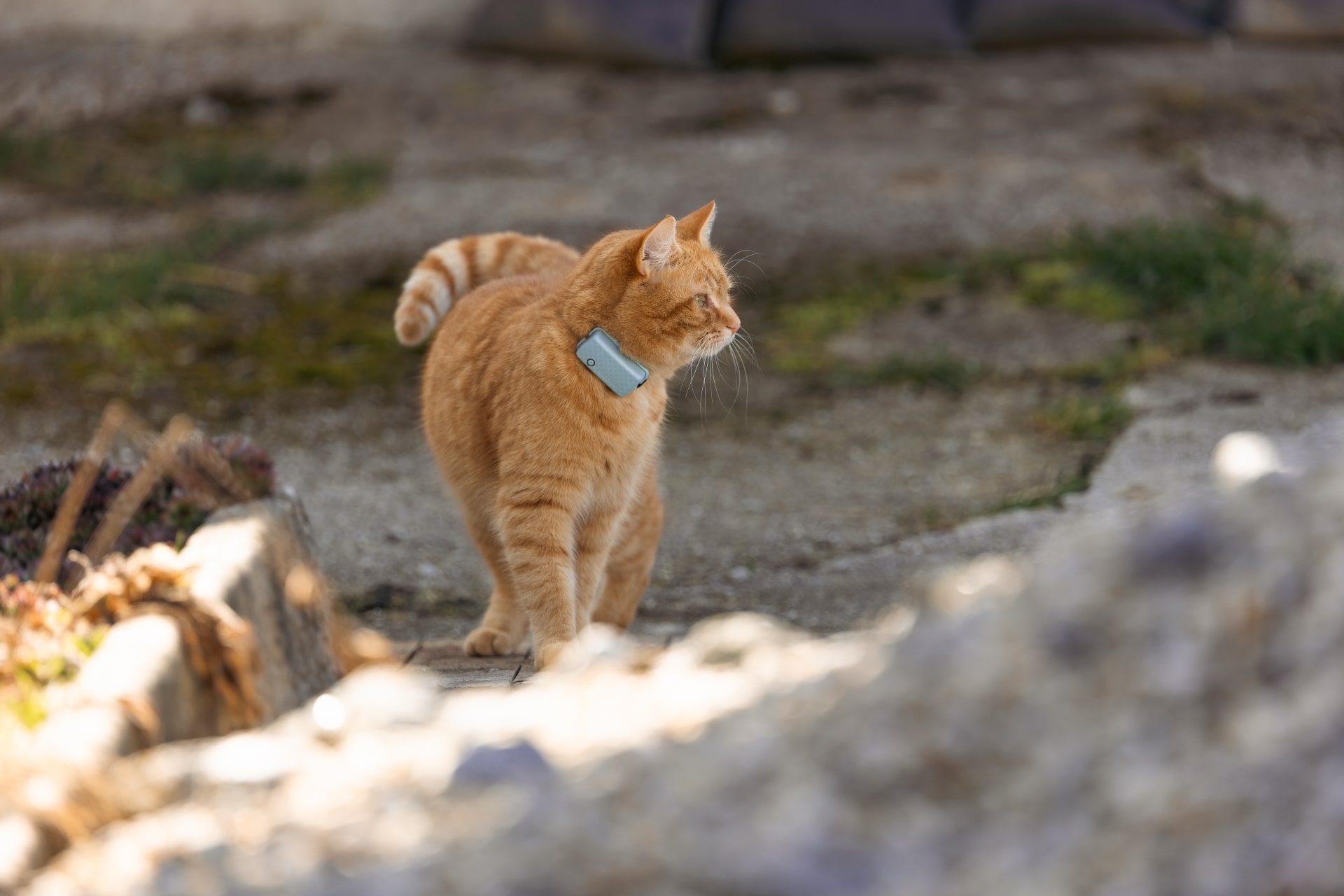 En orange kat med en Tractive GPS- tracker