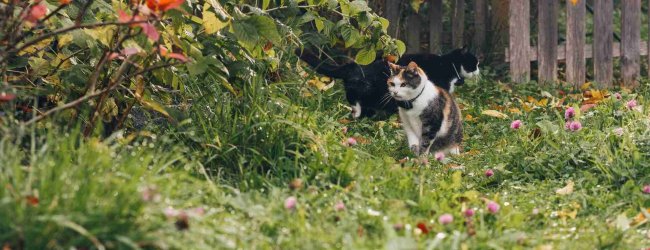 A pair of cats in a garden wearing Tractive GPS trackers