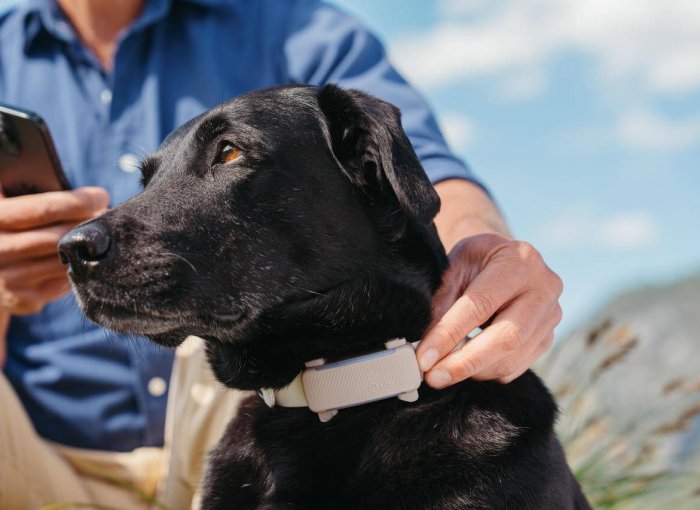 black dog wearing GPS dog tracking collar from Tractive outdoors with a man looking at his smartphone in the background