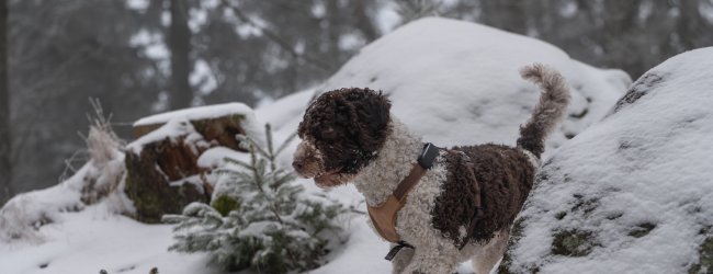 Dog walking in the snow