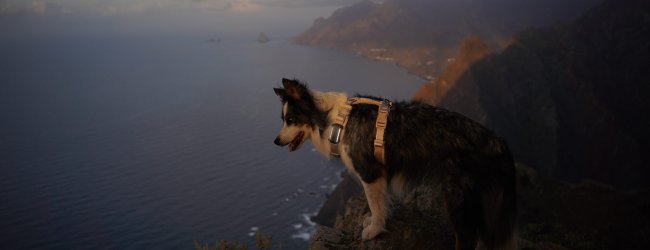 A dog wearing a Tractive GPS tracker