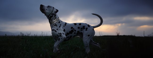 Dog wearing TG6 with lights on