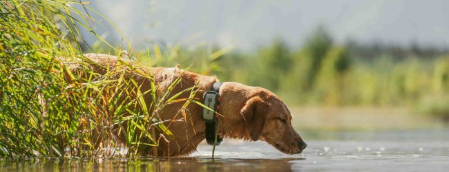 A dog wearing a Tractive device in the water