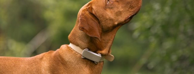 A dog wearing a Tractive GPS tracker