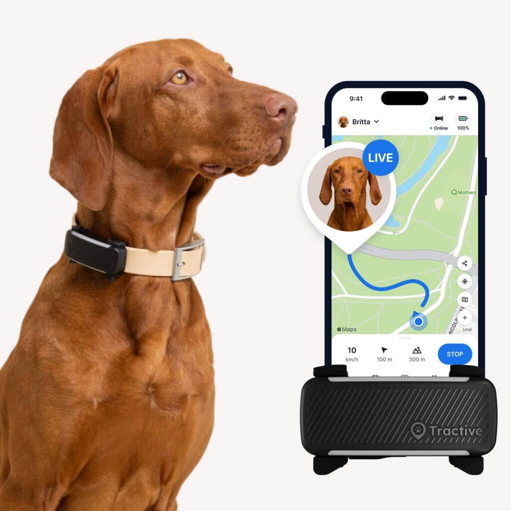  En brun hund, der b&aelig;rer et GPS-halsb&aring;nd, vises ved siden af en smartphone. Telefonsk&aelig;rmen viser et kort med en LIVE-tracking-funktion, der fremh&aelig;ver hundens placering. Kortet vises p&aring; en enhed med brandet "Tractive" synligt nederst.
