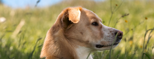 Dog outside with brown tracker + Tractive and Homey logo