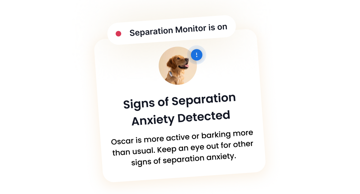 SEPARATION ANXIETY MONITOR